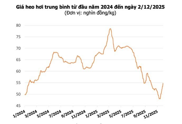 Tin vui từ chăn nuôi: HPA, Dabaco, BAF sẵn sàng hưởng lợi trước Tết 2026
