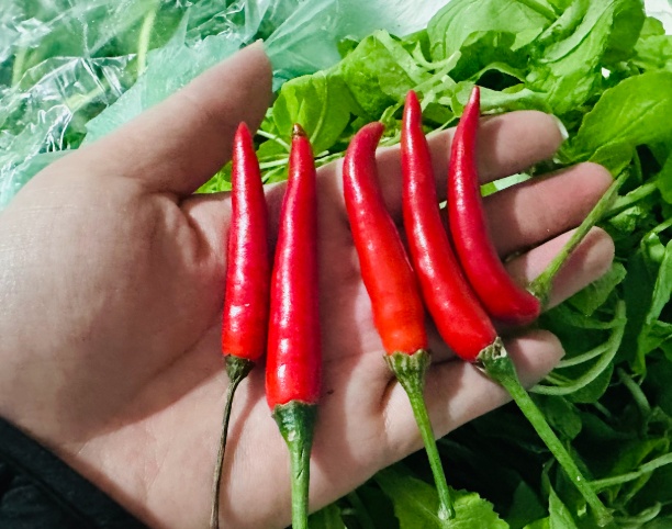 Cà chua tăng giá kỷ lục tại chợ Hà Nội: 85.000 đồng/kg vẫn bán sạch, bà nội trợ 'choáng váng'