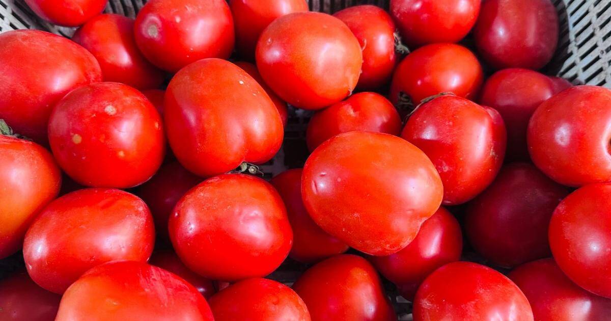 Cà chua tăng giá kỷ lục tại chợ Hà Nội: 85.000 đồng/kg vẫn bán sạch, bà nội trợ 'choáng váng'