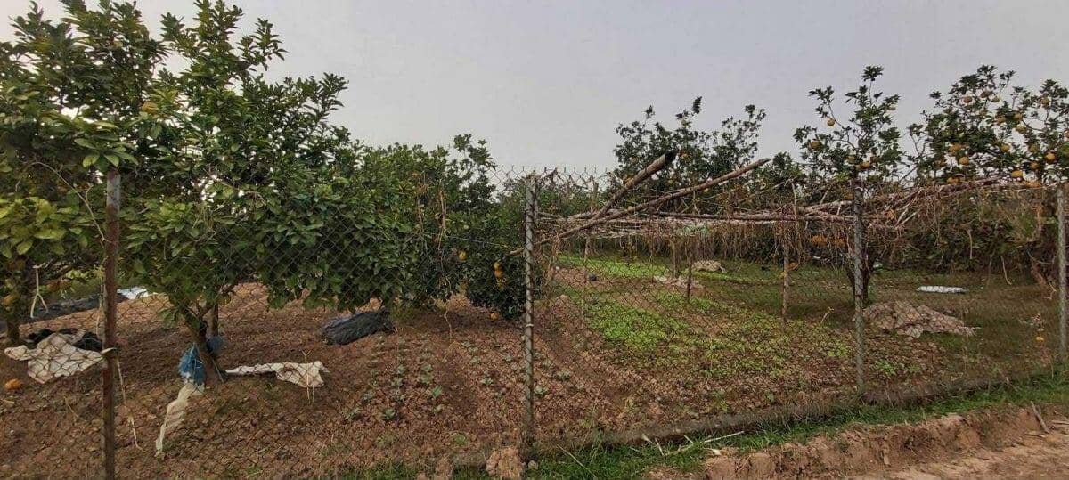 "Cuộc chơi" đất nông nghiệp: Kỳ vọng cao, rủi ro cận kề