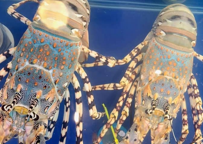 Tôm hùm bông khan hàng, giá leo thang