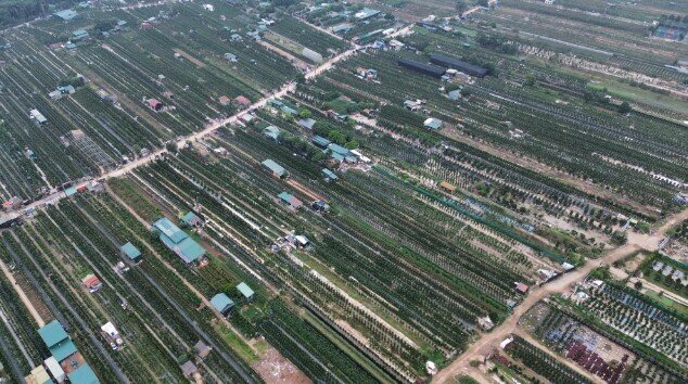 Chưa thấy khách đặt cọc, người trồng đào quất Hà Nội chấp nhận lãi giảm 15% dịp Tết 2026