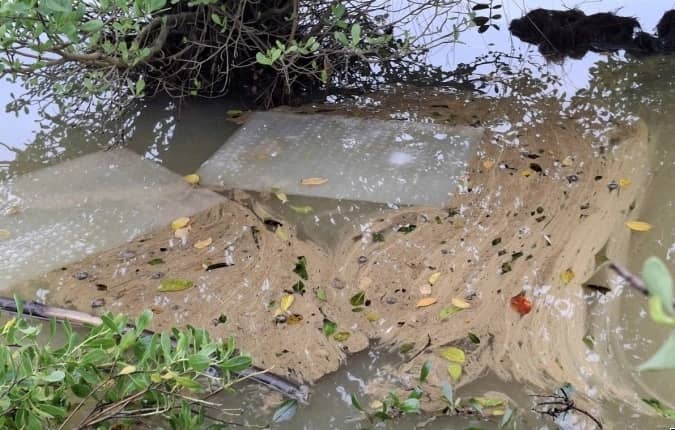 Tràn dầu diesel ở Dung Quất, cá chết hàng loạt