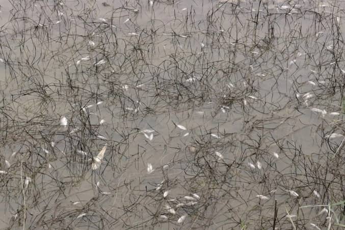 Tràn dầu diesel ở Dung Quất, cá chết hàng loạt