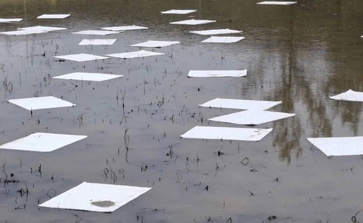 Tràn dầu diesel ở Dung Quất, cá chết hàng loạt