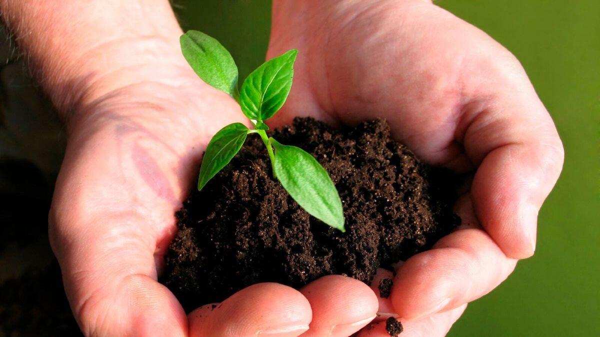 CTCK điểm tên doanh nghiệp phân bón tiềm năng 2026, kỳ vọng tăng trưởng 2 chữ số