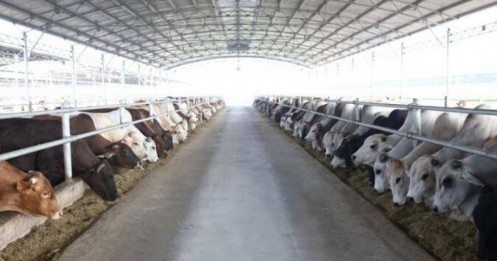 Vì sao Hòa Phát, REE, TMT xuất hiện trong kế hoạch thanh tra 2026 của Hưng Yên?