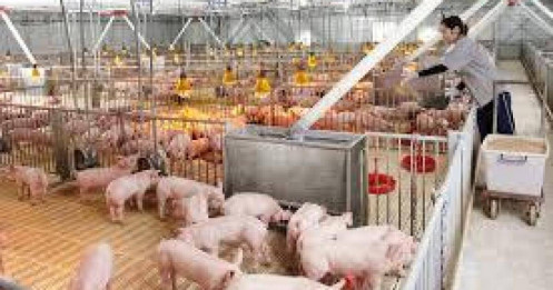 Giá lợn hơi tăng tốc, Liệu lợi nhuận ngành chăn nuôi có đứng trước bước ngoặt?