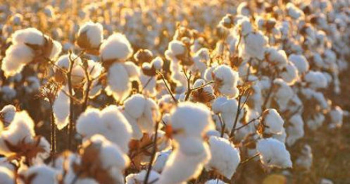Thị trường Bông 2026: Liệu đã đến lúc "bắt đáy"?