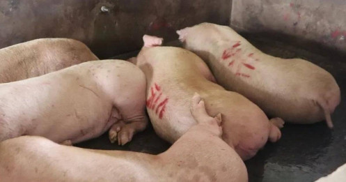 Hải Phòng siết kiểm dịch giết mổ sau vụ Đồ hộp Hạ Long