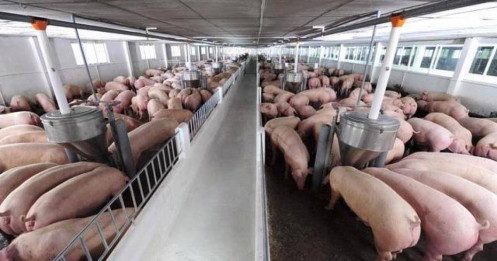 DBC: "Tiền lớn" đột phá, giá heo 76.000 đồng kích hoạt sóng lợi nhuận