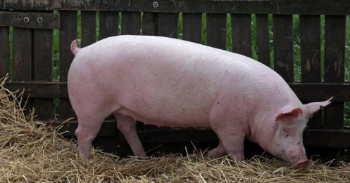 Thị trường heo hơi ngày 20/1: Giá bật tăng trên cả nước, miền Bắc thiết lập mặt bằng 76.000 đồng/kg