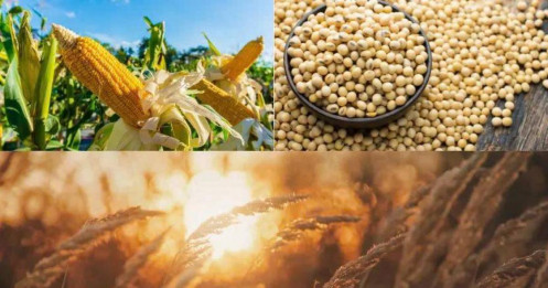 Rủi ro nguồn cung lúa mì và triển vọng giá đậu tương