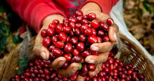 "Bóng ma" sụt giảm bao trùm cà phê Brazil: Xuất khẩu sang Mỹ chạm đáy kỷ lục!