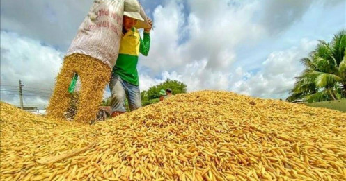 Số lượng lúa gạo nhập kho dự trữ cao chưa từng thấy