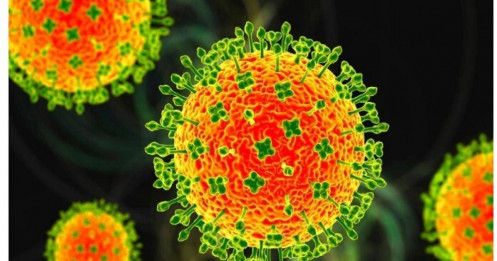 Trước nguy cơ virus Nipah xâm nhập, Bộ Y tế khuyến cáo người dân tự theo dõi sức khỏe