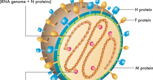Virus Nipah (NiV) vẫn là một trong những mối đe dọa sinh học tiềm tàng nghiêm trọng nhất thế giới