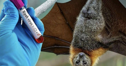 Bộ Y tế hỏa tốc chỉ đạo phòng chống virus Nipah nguy hiểm