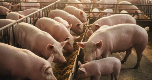 Giá heo hơi hôm nay 28-1: Tiếp tục tăng mạnh, miền bắc giữ vững đỉnh cao