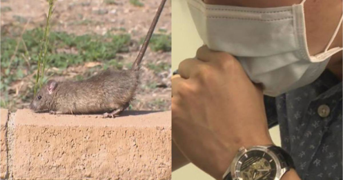 Xuất hiện 1 ca tử vong do virus truyền nhiễm từ động vật sang người sau đúng 8 ngày