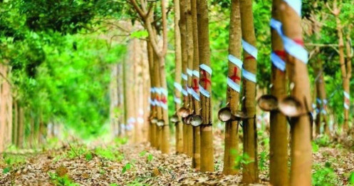 GVR: Kỳ vọng chính sách và câu chuyện đất khu công nghiệp