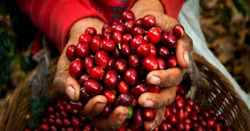 Cà Phê 2026: "Cú Sốc" Giảm Giá Sau Thời Kỳ Bão Đỉnh