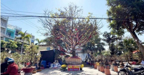 Chủ cây mai vàng “Nghinh Xuân Bính Ngọ” tiết lộ lý do rao bán 3,7 tỉ đồng