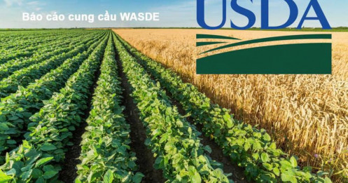 WASDE Tháng 2/2026: Cung – Cầu Ổn Định, Nông Sản Vào Vùng Tích Lũy