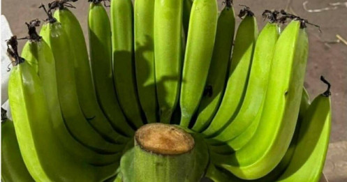 Chuối xanh bày Tết giá lên tới hơn triệu đồng