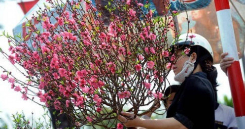 Cành đào chiều 30 Tết