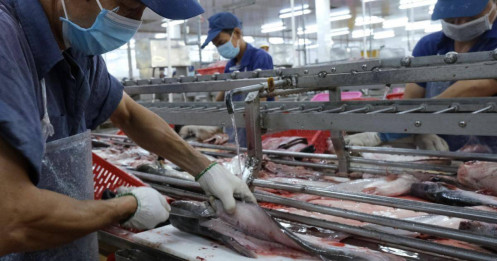 Thấy gì từ kỷ lục xuất khẩu thủy sản 11 tỷ USD?