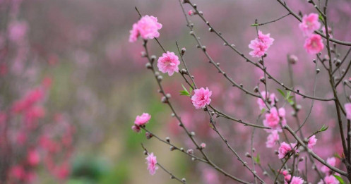 "Hái lộc" đầu xuân Bính Ngọ tại một số nhóm cổ phiếu dự báo hút mạnh dòng tiền