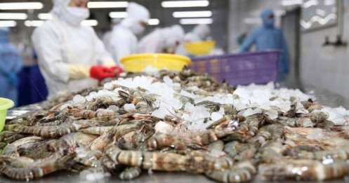 Tôm Việt đón tin vui, cổ phiếu FMC, MPC, CMX bứt tốc phiên khai Xuân