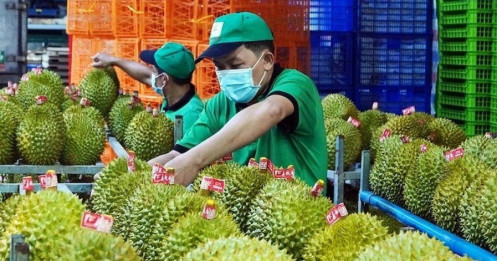 Giá sầu riêng lập đỉnh, doanh nghiệp có vội mừng?