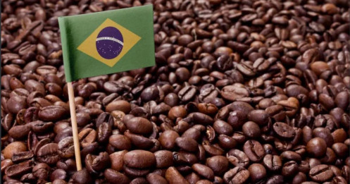Thị trường cà phê tuần 23 - 27/2: Brazil siết truy xuất nguồn gốc, sản lượng 2026 hướng kỷ lục mới