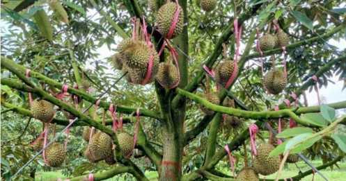 Nhiều 'đại gia' nông nghiệp lãi kỷ lục