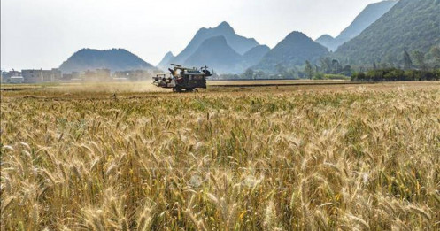 Lúa mì, đậu tương biến động vì thời tiết và chính sách ngày 2/3/2026