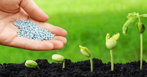 Phía Sau "Sắc Tím" Ngành Phân Bón: Khi Lợi Nhuận Tồn Kho Gánh Team