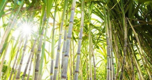 Chu kỳ giảm của giá đường đè nặng lên QNS