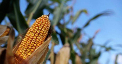 Ngô và đậu tương điều chỉnh sau đợt tăng mạnh, thị trường theo dõi xuất khẩu Mỹ