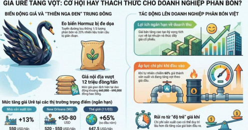 Phân bón & "thiên nga đen": Khi cơ hội đi kèm rủi ro lớn