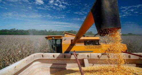 Nguồn cung toàn cầu tăng mạnh khiến lúa mì điều chỉnh, đậu tương biến động theo nhu cầu Châu Á