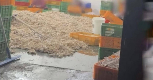 Nhà máy Trung Quốc tẩy trắng chân gà bằng oxy già