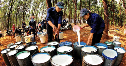 Ngành cao su vào chu kỳ mới?