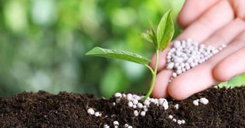 Dòng tiền thông minh đang đổ về nhóm Phân bón?