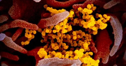 Bộ Y tế: 'Không chủ quan với biến thể Covid Ve sầu'