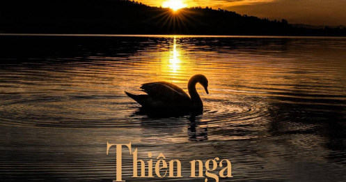 Thiên Nga Đen hay Thiên Nga Trắng: Khi sự bất định bị hiểu sai
