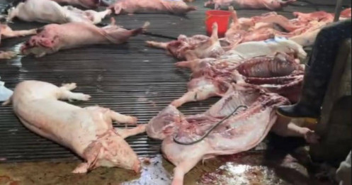 Trường nào liên quan vụ 300 tấn lợn bệnh vào bếp ăn học sinh?