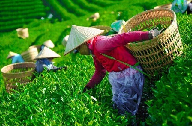 Tin mới nhất về gần 500 container chè Việt Nam ách tắc tại Pakistan