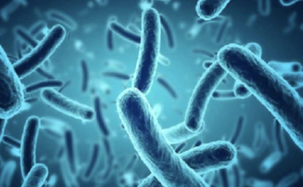 Nhiều kho của Công ty đồ hộp Hạ Long chứa thịt nhiễm dịch tả lợn châu Phi và vi khuẩn Salmonella